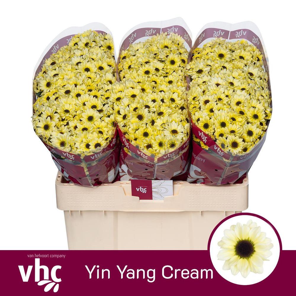 Chrys sa ying yang cream