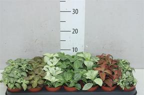 Fittonia mix