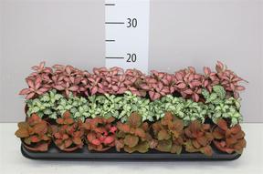 Fittonia mix