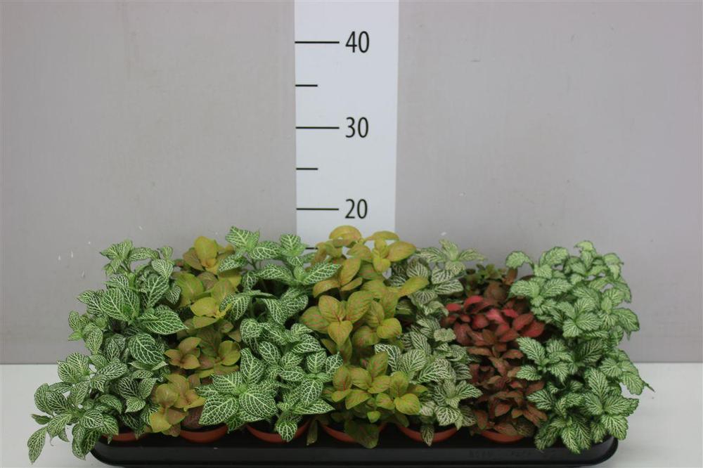 Fittonia mix