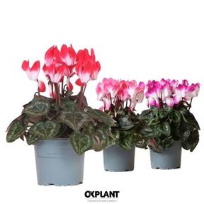 Cyclamen Indiaca mix