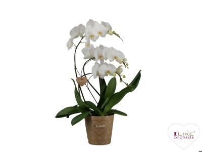 Phalaenopsis Duetto Ornamento