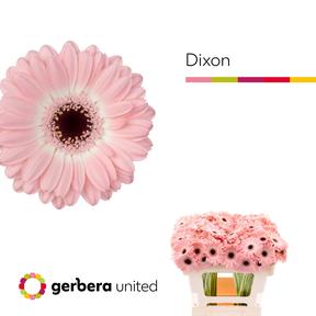 Germini plastic dixon