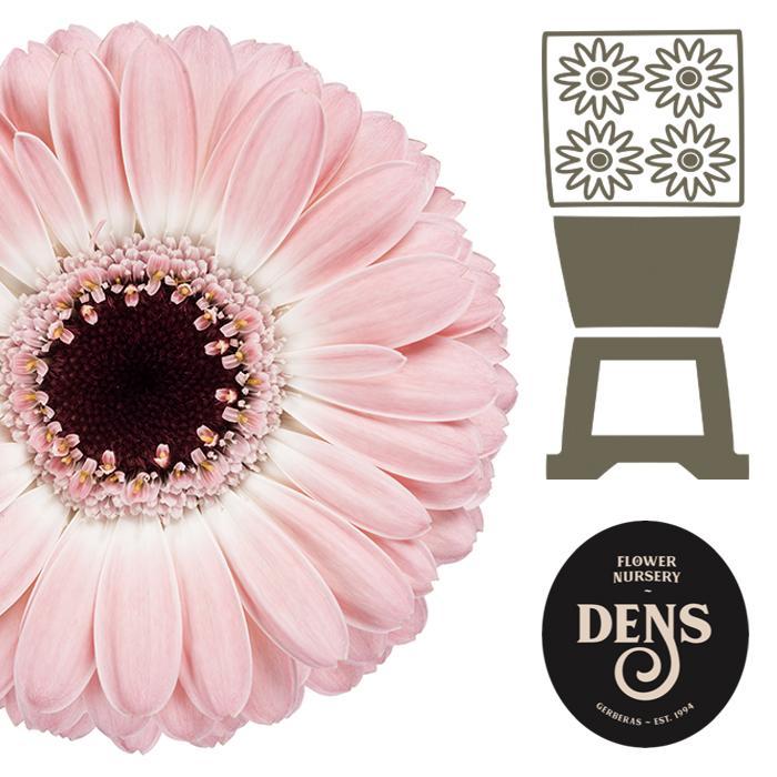 Germini plastic dixon