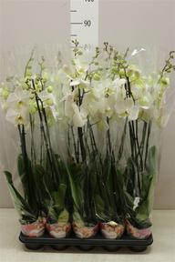 Phalaenopsis white 2tak 18+