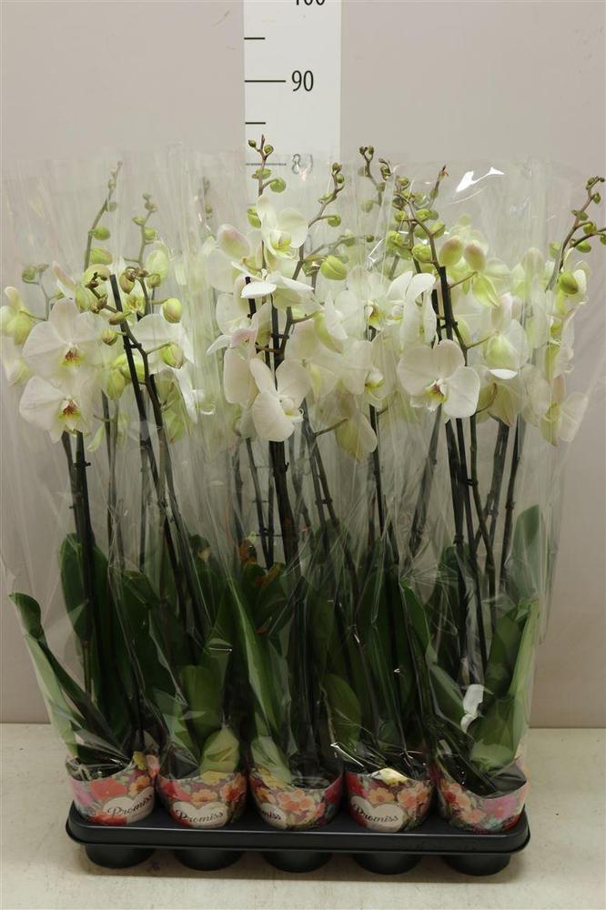 Phalaenopsis white 2tak 18+