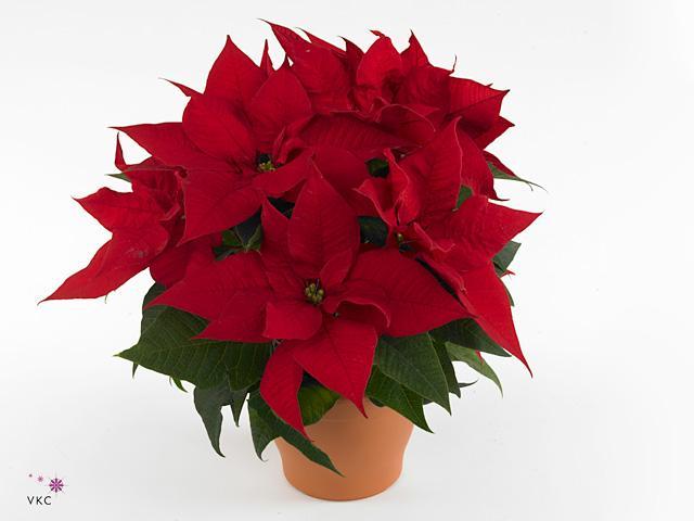 Poinsettia Christmas Eve red 5+