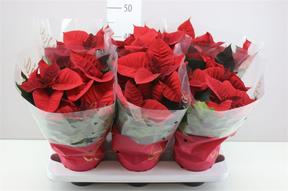 Poinsettia Christmas Eve red 5+