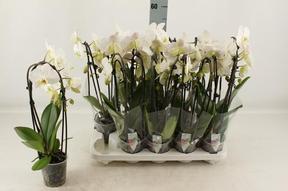 Phalaenopsis white 2tak tvary