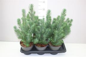 Pinus Silvercrest