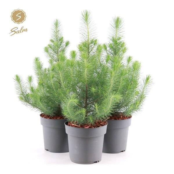 Pinus Silvercrest