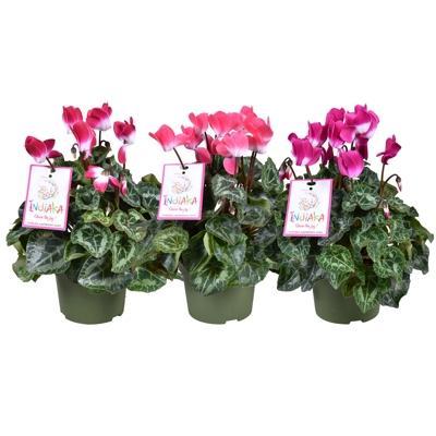 Cyclamen Indiaca mix