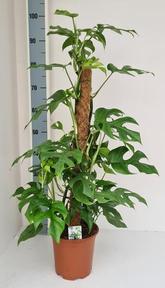 Monstera minima