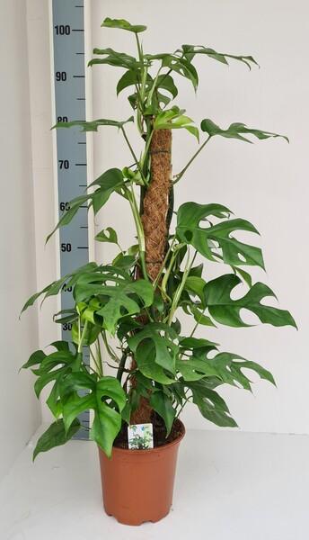 Monstera minima