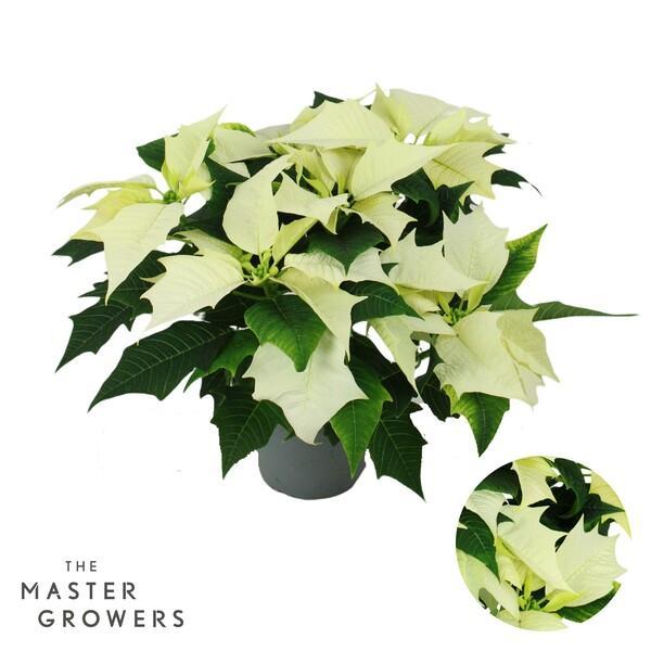 Poinsettia Alaska white