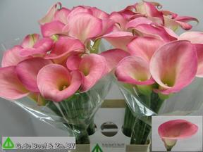 Zantedeschia candy dream