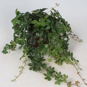 Cissus Striata