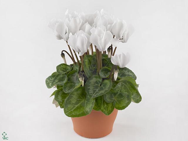 Cyclamen Super Serie Picasso mix