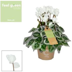 Cyclamen Super Serie Picasso mix