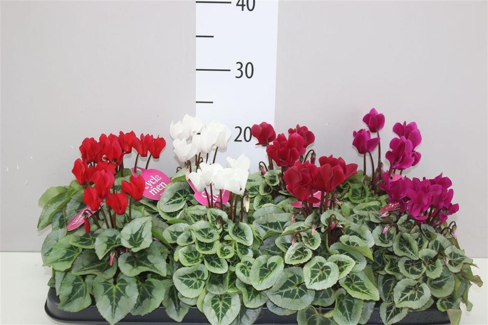 Cyclamen Super Serie Picasso mix