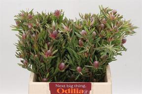 Leucadendron ayoba star pearl
