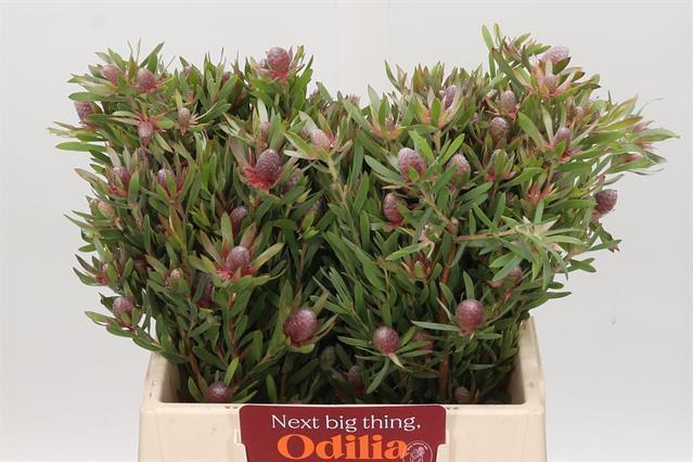 Leucadendron ayoba star pearl