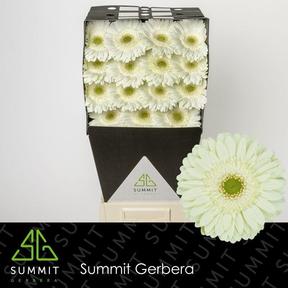 Gerbera diamond mint