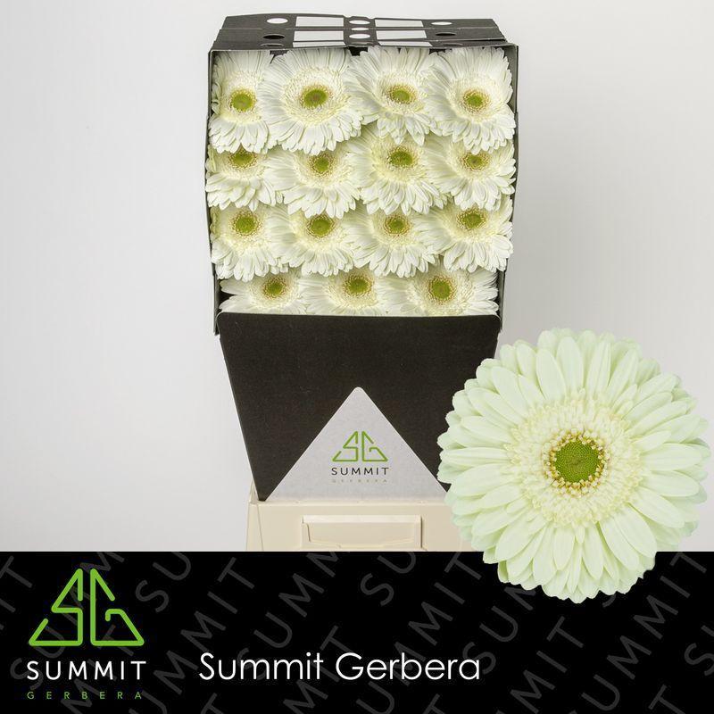 Gerbera diamond mint