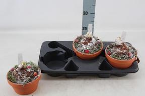 Hippeastrum aranž mech