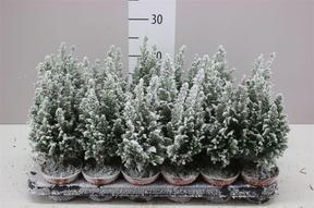 Chamaecyparis + sníh