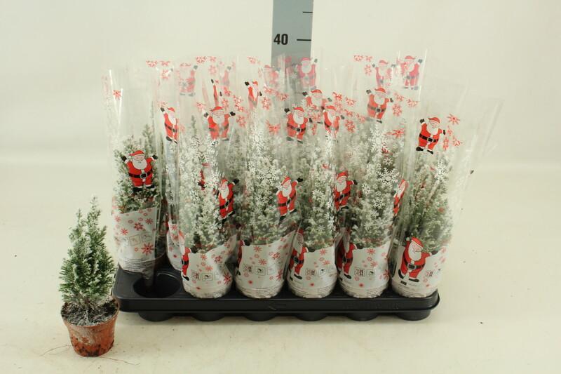 Chamaecyparis + sníh