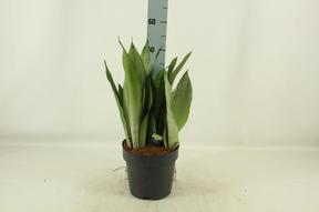 Sansevieria Moonshine