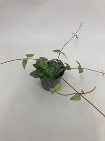 Ceropegia woodii