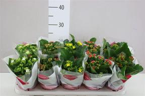 Kalanchoe bloss. mix 2 color