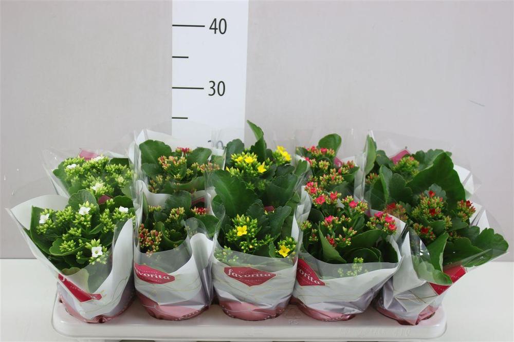 Kalanchoe bloss. mix 2 color