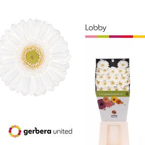 Germini plastic lobby