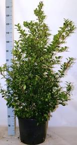 Ilex Blue Maid