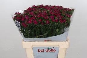 Dianthus barbathus amazone neon cherry