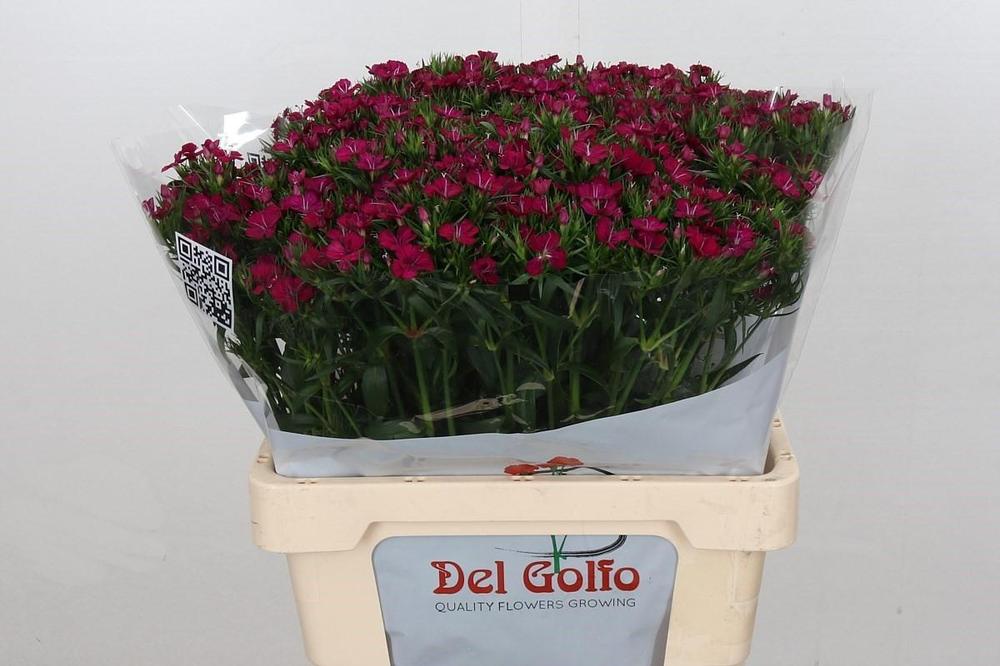 Dianthus barbathus amazone neon cherry