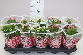 Schlumbergera mix