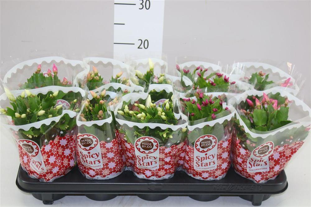 Schlumbergera mix
