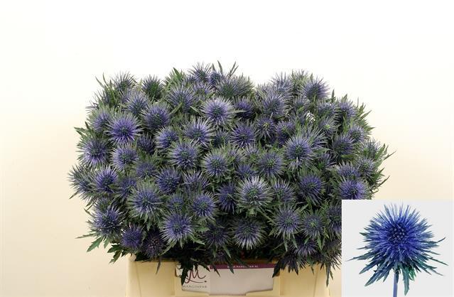 Eryngium magnetar questar