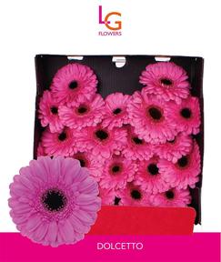 Germini plastic dolcetto