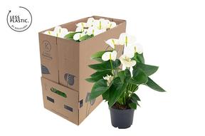 Anthurium Karma white 6+