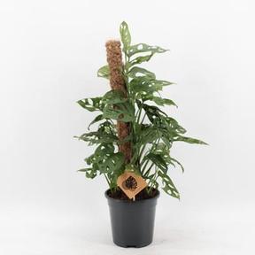 Monstera obliqua Monkey Mask