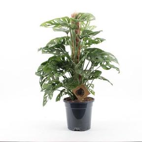 Monstera obliqua Monkey Mask