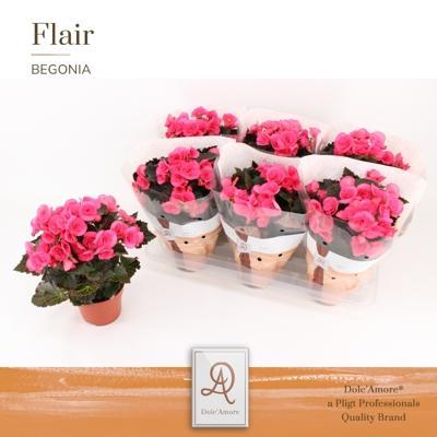 Begonia elatior Adonia pink