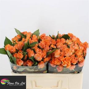 Rosa tr coral bubbles