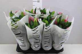Lilium or Magny Cours