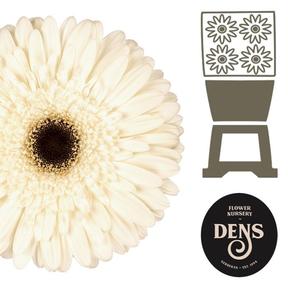 Gerbera diamond snow king